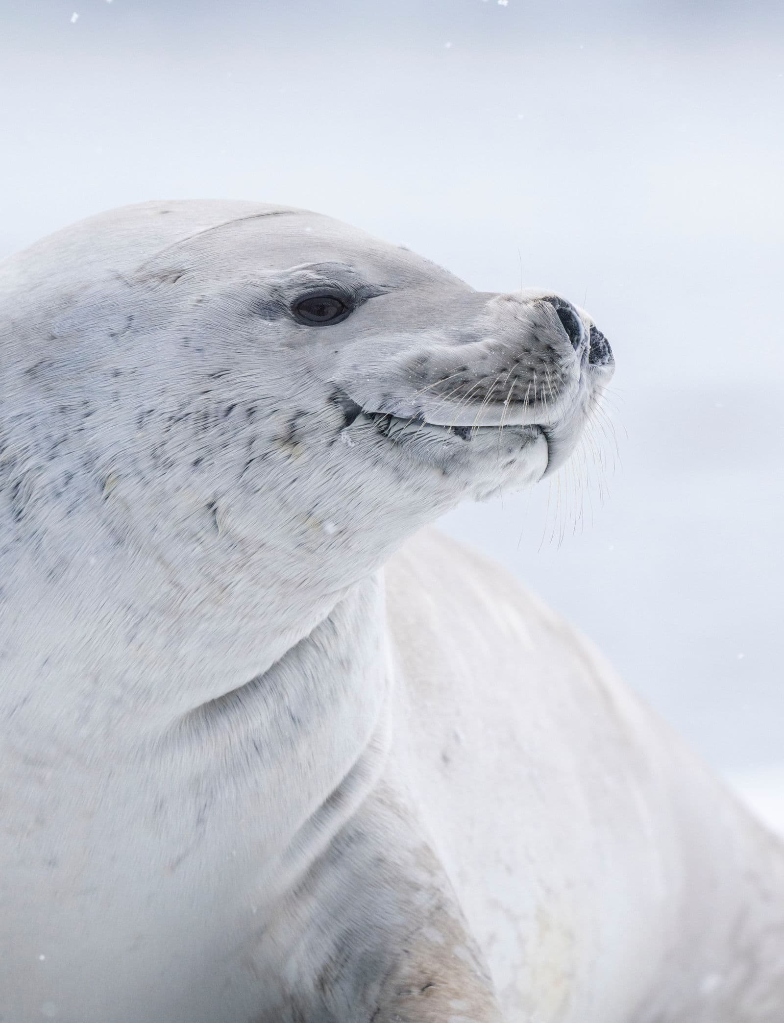 Penguins in Antarctica