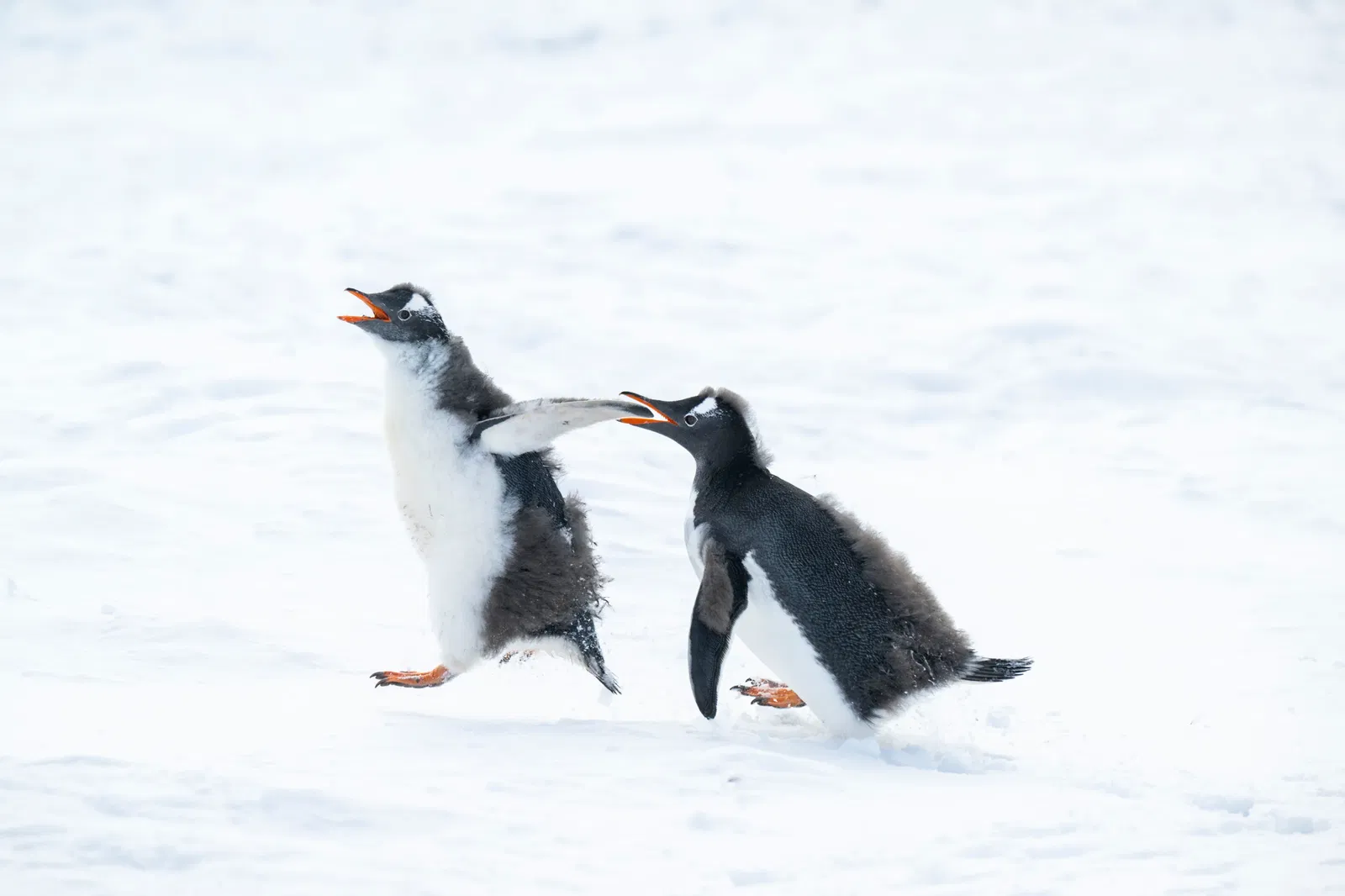 Penguin colonies in Antarctica