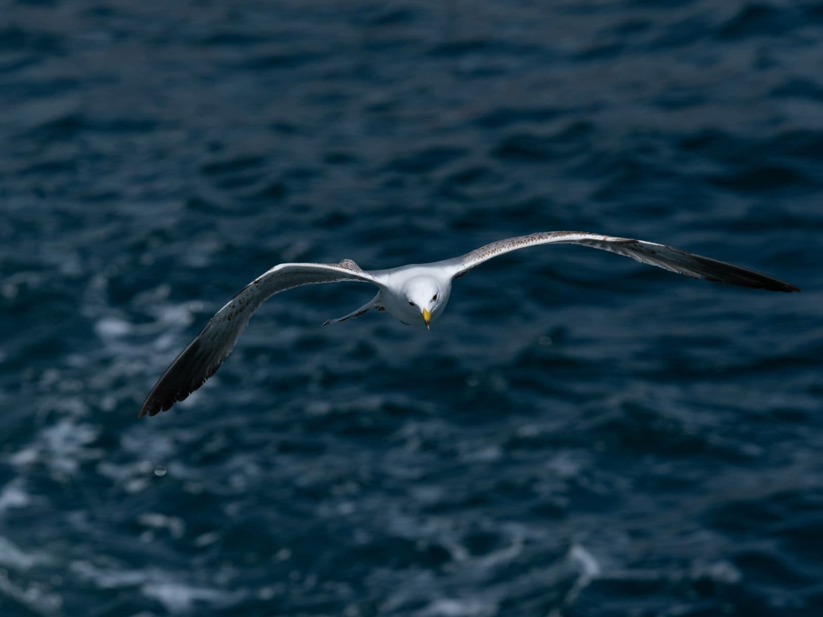 Albatrosses
